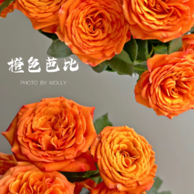 多头橙芭比玫瑰丨A级花材 10支【单拍不发】