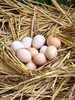 （黄山）农家散养土鸡蛋 商品缩略图0