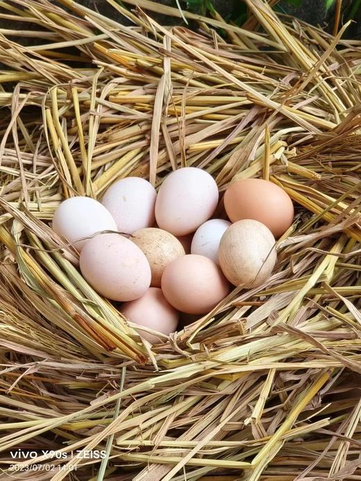 （黄山）农家散养土鸡蛋 商品图0