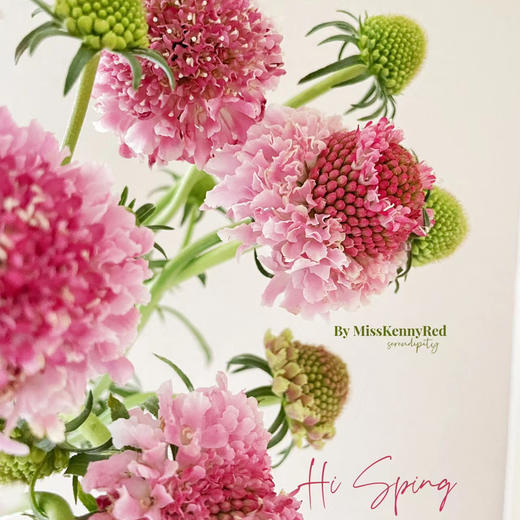 松虫草粉色丨草花 商品图2