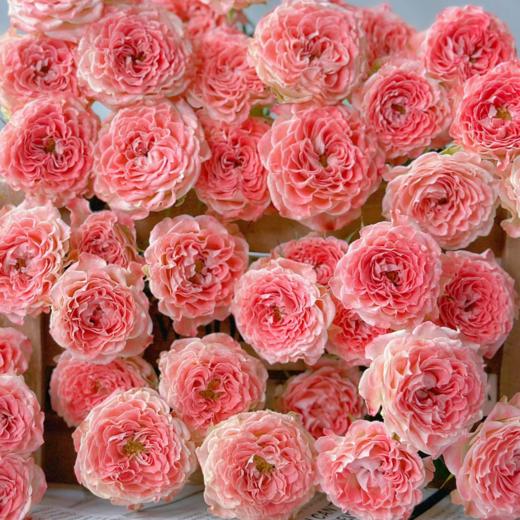 随机多头玫瑰丨AB级花材10支 商品图4