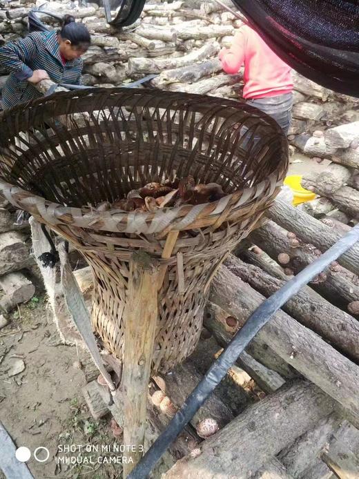 （万里）黄山黑菇 商品图2