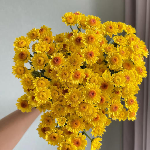 小太阳丨品牌小雏菊丨5支 商品图0