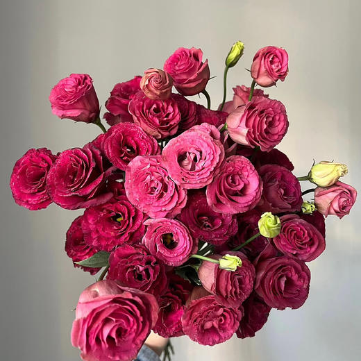 酒红丨洋桔梗 商品图0