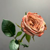 卡布奇诺单头玫瑰丨A级花材 商品缩略图1