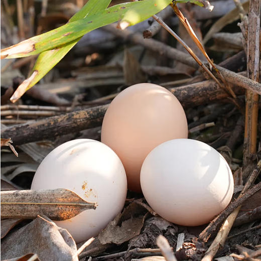 桑多藏鸡蛋【30枚】 商品图2