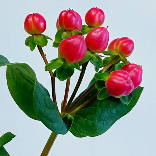 相思豆 红豆丨配果 商品图2