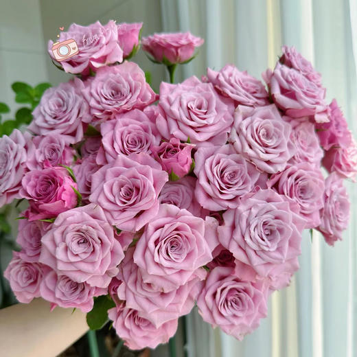 多头诺拉玫瑰丨A级花材 10支 商品图1