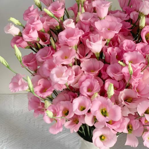 粉色丨洋桔梗 商品图0