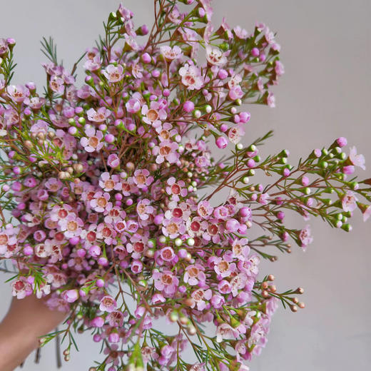 腊梅丨粉色丨1扎 商品图2