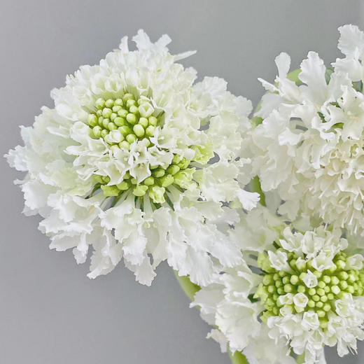 松虫草白色丨草花 商品图2