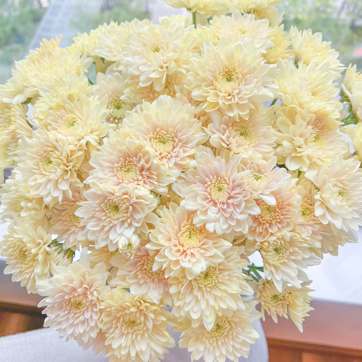 香草沙拉丨品牌小雏菊丨5支【单拍不发】