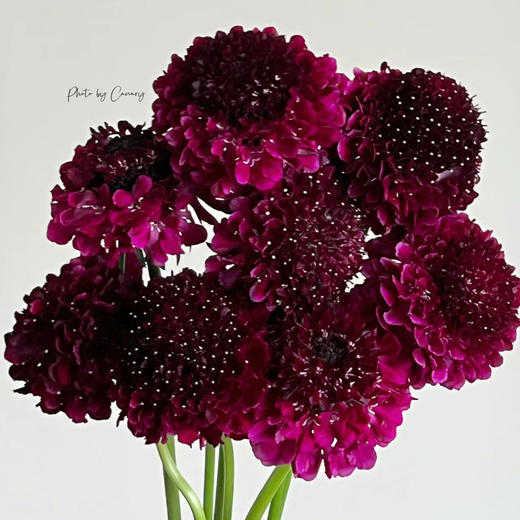 松虫草酒红丨草花 商品图3