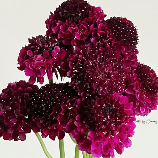 松虫草酒红丨草花 商品图2