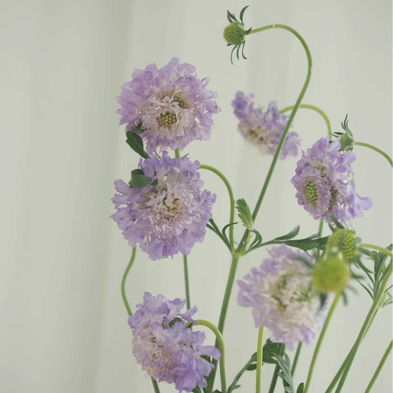 松虫草浅紫色丨草花