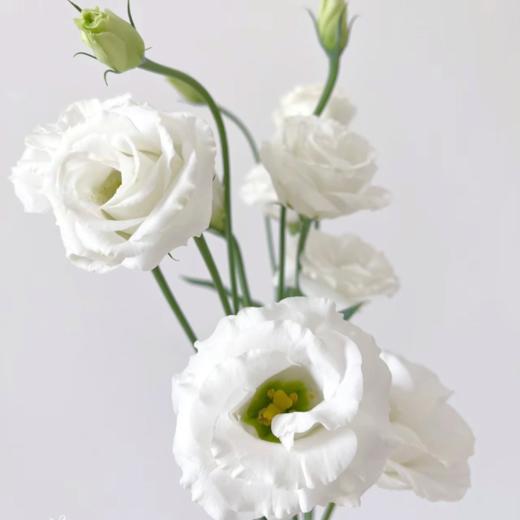 白色丨洋桔梗 商品图3