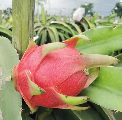 【临高】海南火龙果 约8.5斤(4.25KG) （只发广东省内 ） 商品图2