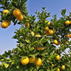 【江西赣南脐橙】 新鲜现摘 香甜多汁 果园直采 4.5斤装 商品缩略图4
