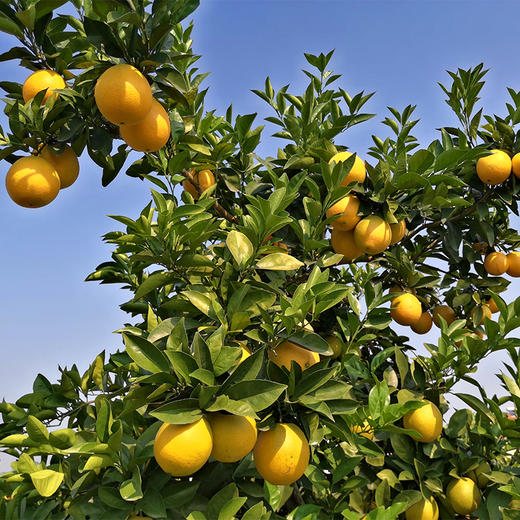 【江西赣南脐橙】 新鲜现摘 香甜多汁 果园直采 4.5斤装 商品图4