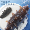 【正宗同仁堂品牌】北京同仁堂（TRT）青源堂 淡干海参50g 12-14只  选自大连  泡发即食 冷风干燥 SY 商品缩略图2