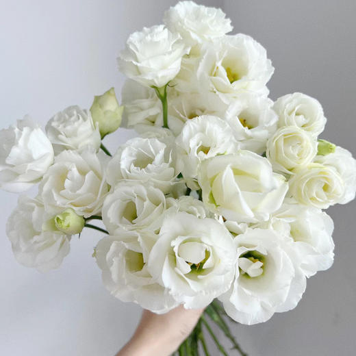 随机色丨洋桔梗【单拍不发】 商品图1