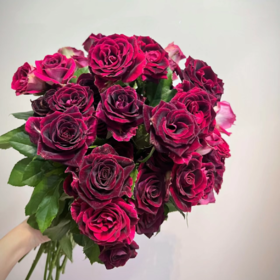 多头紫罗兰玫瑰丨A级花材 10支