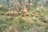 散养黄牛肉｜陕西子午岭顺丰冷运｜每周五截单｜周日发出 商品缩略图12