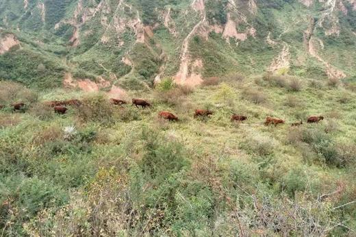 散养黄牛肉｜陕西子午岭顺丰冷运｜每周五截单｜周日发出 商品图12