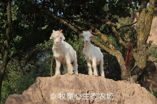 散养山羊肉｜陕西子午岭顺丰冷运 商品图6