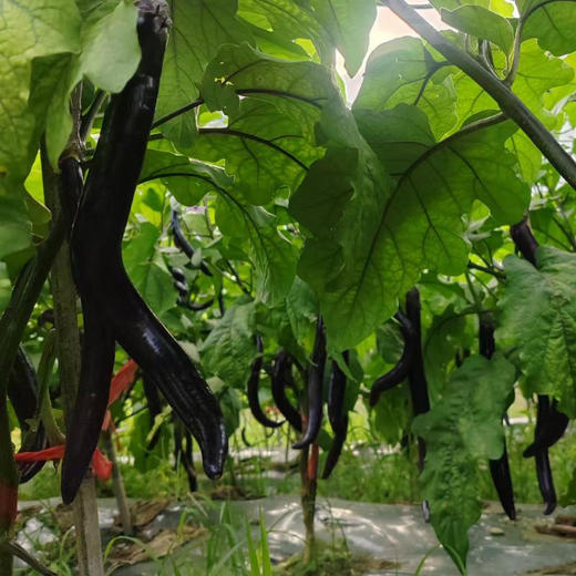 昌西公社高山茄子干原生态种植自然晒干 净重250克/袋 商品图3