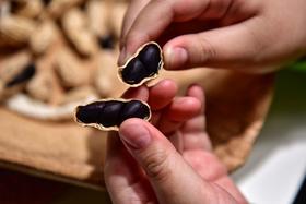 生态云南普洱小粒古种黑花生（带壳生晒）基地直邮