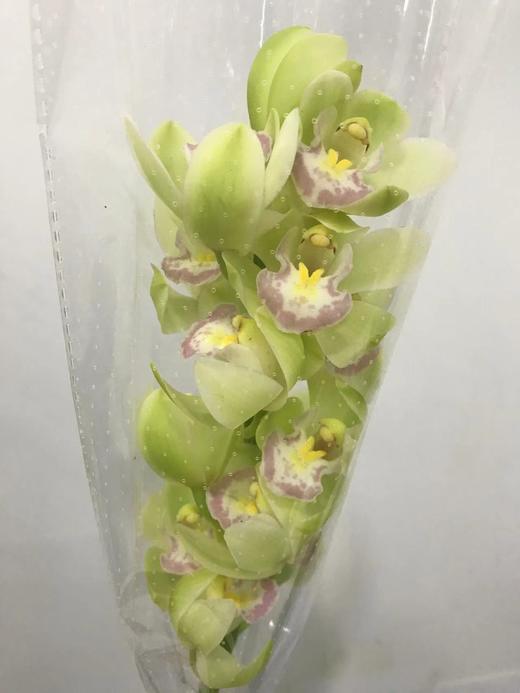 大花蕙兰随机颜色 商品图5