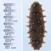 北京同仁堂（TRT）造养青年 淡干海参100g 28-42只 选自大连 含盐8%底足密实 严格控盐  肉质紧实 口感爽滑SY 商品缩略图6