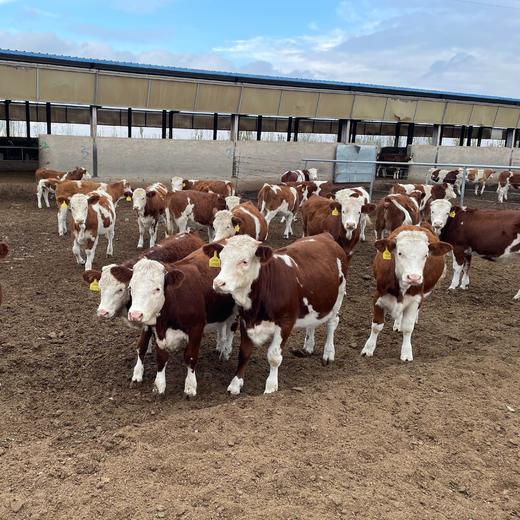 鲜嫩奶香的甘肃张掖牛肉 北纬38°黄金农牧业地带 国家地理标志产品 商品图1