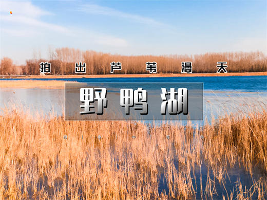 【野鸭湖1日】网红打卡拍出芦苇漫天の北京城郊藏着的大西北-永宁古城-柳沟豆腐宴 商品图0