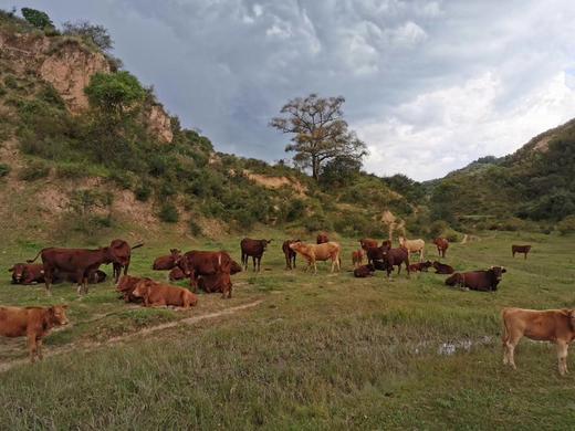 散养黄牛肉｜陕西子午岭顺丰冷运｜每周五截单｜周日发出 商品图10