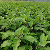 昌西公社高山茄子干原生态种植自然晒干 净重250克/袋 商品缩略图2