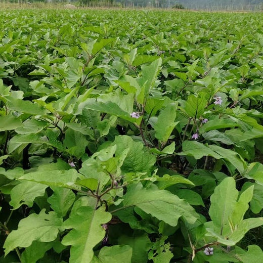 昌西公社高山茄子干原生态种植自然晒干 净重250克/袋 商品图2