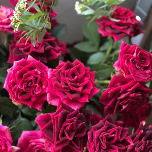 随机多头玫瑰丨AB级花材10支 商品图1