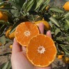 【台州•涌泉蜜桔】 新鲜采摘，果肉细腻香甜，无核无渣，鲜嫩多汁，风味浓郁，可带皮吃~ 商品缩略图1