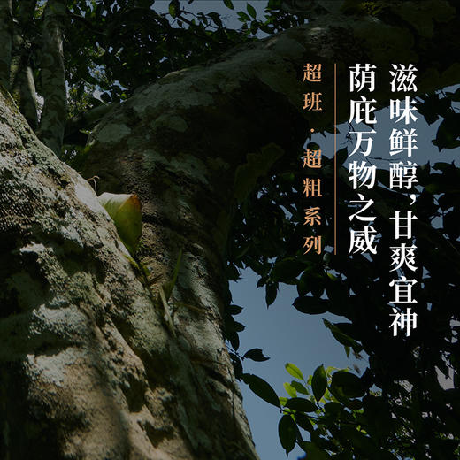 年迹 超班▪老班章古树茶2023年 商品图4