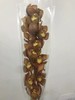 大花蕙兰随机颜色 商品缩略图6