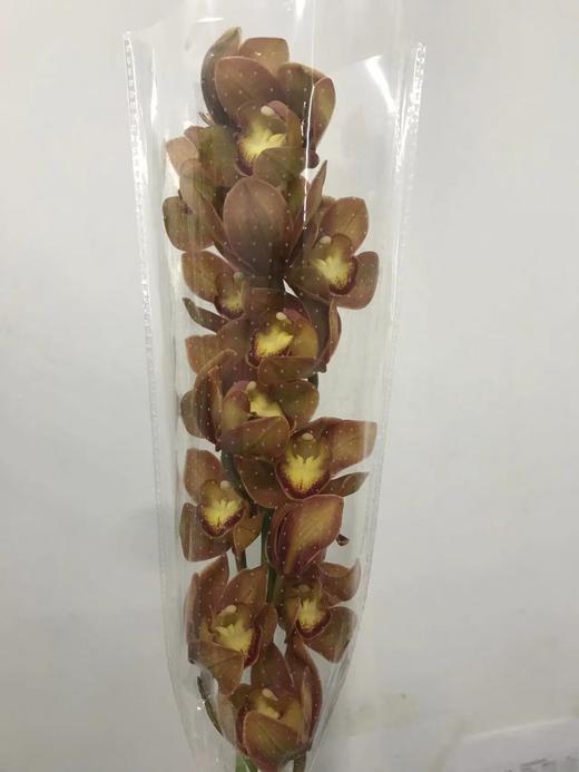 大花蕙兰随机颜色 商品图6