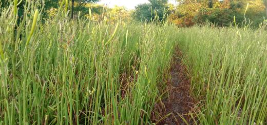 （自采）黄花菜 商品图2