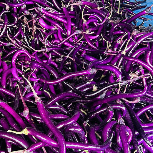 昌西公社高山茄子干原生态种植自然晒干 净重250克/袋 商品图4