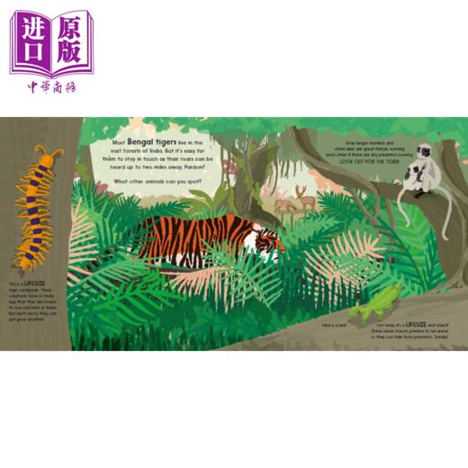 【中商原版】Sophy Henn Lifesize 动物的真实尺寸 猜猜我有多大英文原版 进口图书 儿童绘本 动物知识 科普图画书 商品图1
