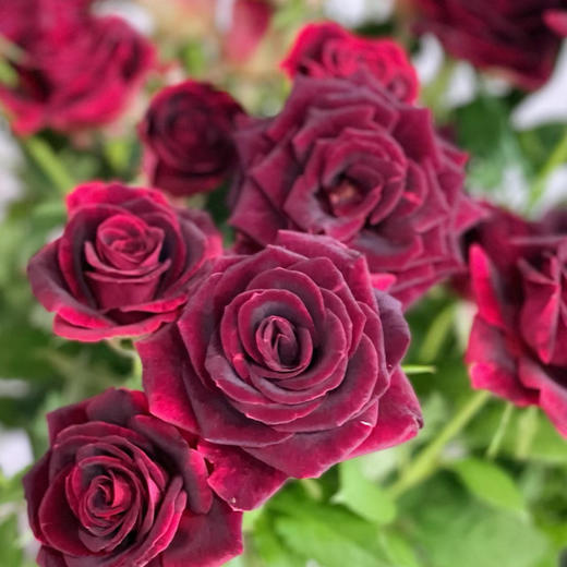 多头紫罗兰玫瑰丨A级花材 10支 商品图4