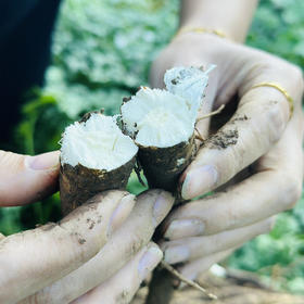 【冬季滋补佳品】土中珍宝--新鲜现挖大凉山·甜当归 