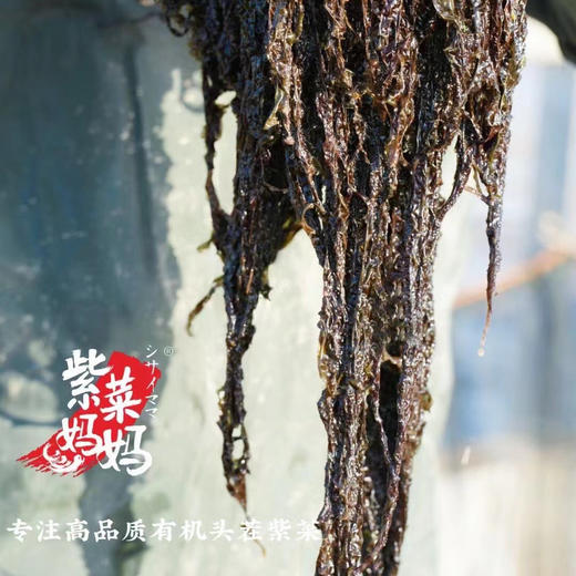 【专注高品质】紫菜妈妈.机头茬紫菜 2025季 新鲜上市 商品图0