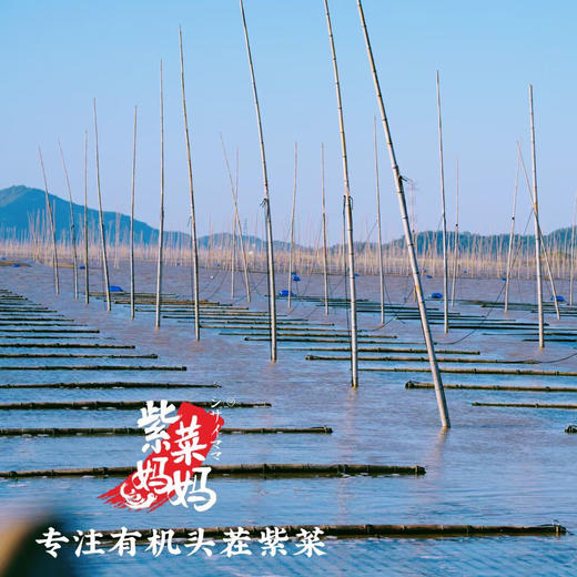 【专注高品质】紫菜妈妈.机头茬紫菜 2025季 新鲜上市 商品图2